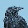 theraddestcrow